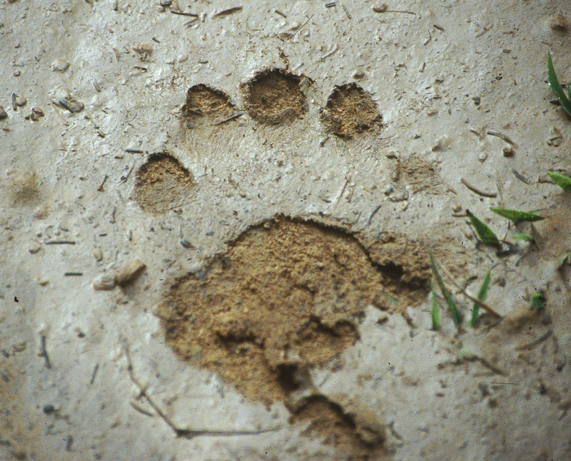Illustration for article titled ​What Animal Tracks Mean For You